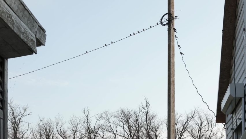 Swallows sit on wires at electric pole. Spring farmhouse landscape. Flock of swallows in clear sky. Birds fly in all directions. Barn swallow, hirundo rustica, family hirundinidae, migratory birds