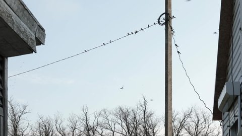 Swallows sit on wires at electric pole. Spring farmhouse landscape. Flock of swallows in clear sky. Birds fly in all directions. Barn swallow, hirundo rustica, family hirundinidae, migratory birds