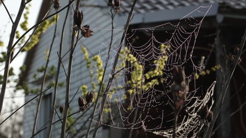 Morning in countryside, dew drops on spiderweb closeup, rack focus from web to farmhouse. Spider made cobweb on branches of tree. Plants in garden near rural house. Springtime village background