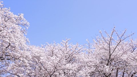 landscape of the cherry blossom