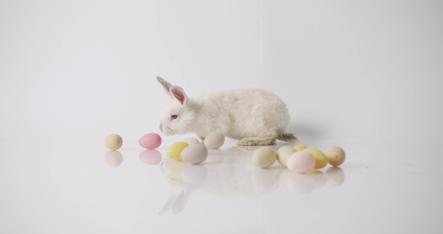 Little Bunnies on isolated White Background with many coloured eggs. Happy Easter day. Cute fluffy rabbit, Lovely Animal concept. Design Happy Easter Concept. Celebration Easter. Easter eggs. Royalty-Free Stock Footage #1087067906