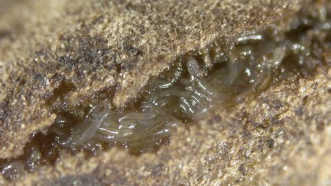 Worm Enchytraeus sp. under the microscope, Oligochaeta, order Haplotaxida. Lives both in soil and water. Can damage houseplant roots