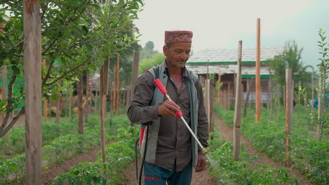 An Indian Asian traditional adult rural male farmer in traditional costumes is spraying pesticides or insecticides on tomato plants in the countryside or a village farm. Concept of modern Agriculture 