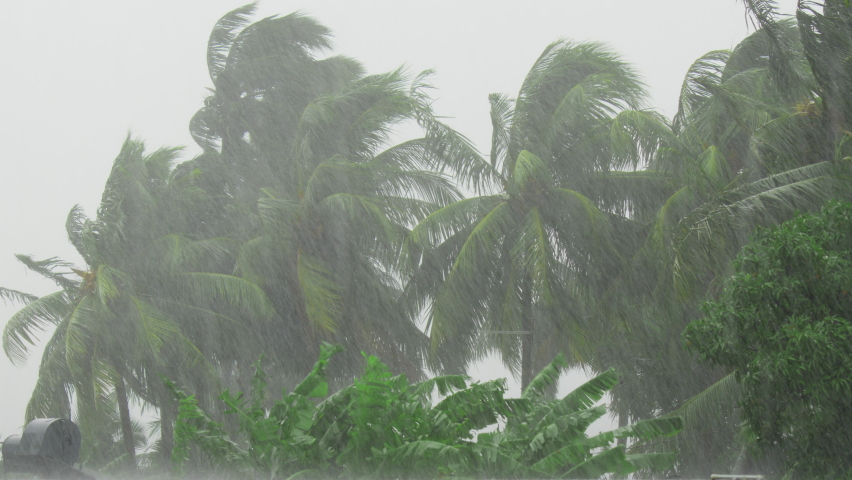 Palm trees blowing in the wind during hurricane Royalty-Free Stock Footage #1087069739