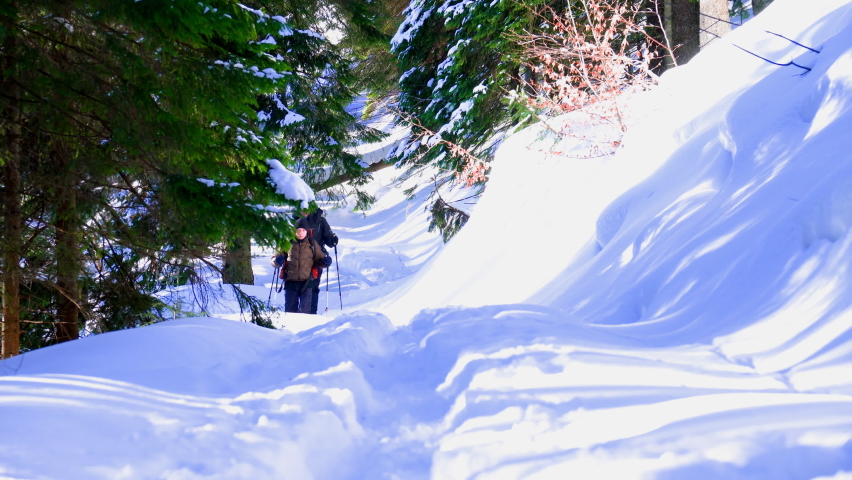 Backpackers go to the top of the hiil early in the morning. Beautiful sunrise at mountains. Winter snowy forest. Shiny winter day.