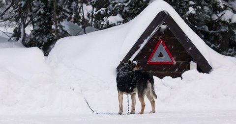 A cute black and brown mongrel dog is on a chain outside. The animal is walking near a wooden kennel. There is a warning sign on the kennel. It's snowing. Animal care concept.