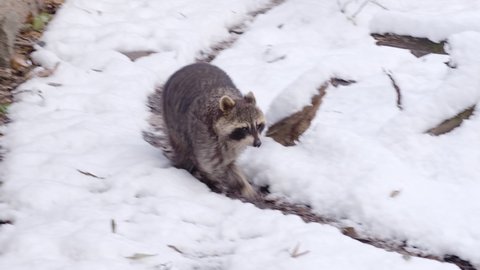 Raccoon (Procyon lotor) running on snow. Also known as the North American raccoon.