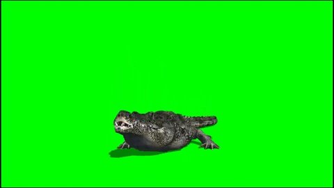 Crocodile Eating on Green Screen