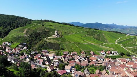 Old Alsatian village at bottom of hill, vine fields on slope, castle ruins at height. Aerial shot of Katzenthal, camera fly forward. Famous touristic and wine producing region at Grand Est, France