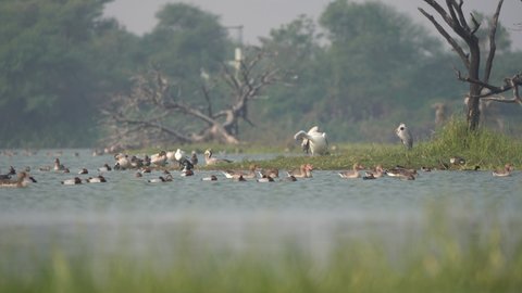 Migratory ducks, geese and other waders at Thol Wildlife Sanctuary - A Ramsar Site, Gujarat, India