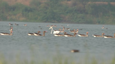 Greater flamingo and flock of Greylag Geese at Thol Bird Sanctuary, Mehsana, Gujarat, India 