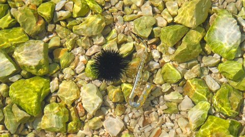 Black sea urchin lies underwater on stones next to the golden instrument is a small alt saxophone. Echinothrix diadema, commonly called diadema urchin. Long spines sea urchin. Water slow motion video.