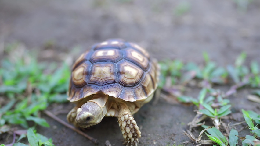 Tiny Tortoise Eating Green Grass On The Ground. | Shutterstock HD Video #1087088768