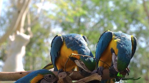 Two Hybrid Macaws scramble Tamarind leaves on tree branch.