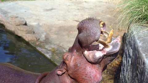 Man is Feeding Hippopotamus with bananas and raw pumpkin.