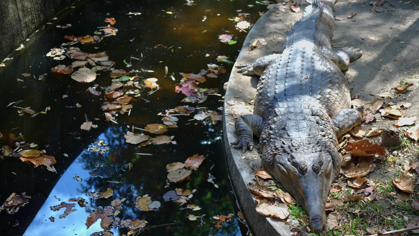 False gavial, also known as the false gharial laying in the shade at noon.