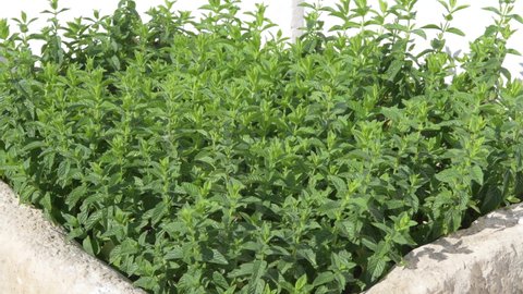 Mint leaf green plants swaying in the wind. Cultivation of useful aromatic properties plants in garden. Fresh young spring green leaves on the branches sway slightly. Late spring or early summer.