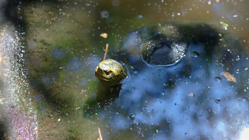 Pond Turtle Head Up Over Water Surface.