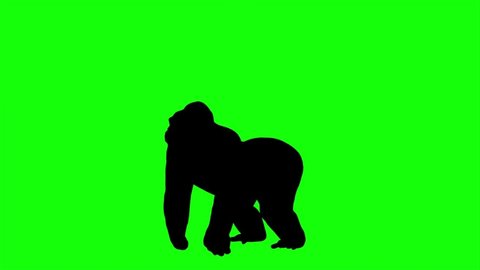 animal silhouette gorilla howl and beating his chest on green screen