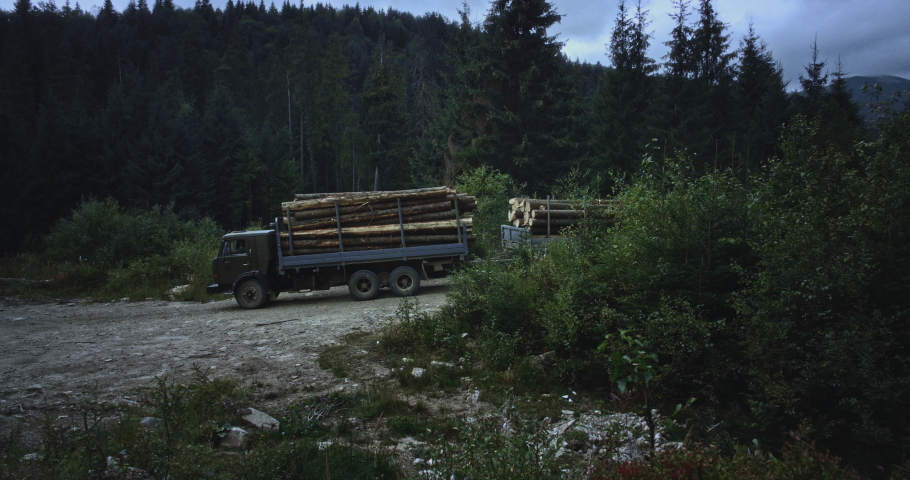 Industrial wood carrier cargo vessel truck trailer with timber pine, driving through the woods. Timber export and shipping. The timber truck is driving through the forest