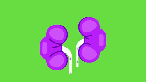 9 Human Kidney Sketch Stock Video Footage - 4K and HD Video Clips | Shutterstock 9 Human Kidney Sketch Stock Video Footage - 4K and HD Video Clips | Shutterstock