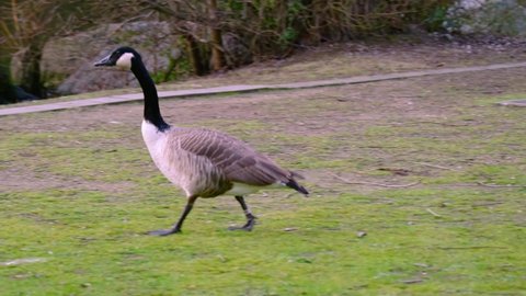Canada goose, Branta canadensis, large wild goose with black neck, waterfowl with webbed feet walks along the shore of city park, in human-altered areas, protection wildlife, do not feed animals