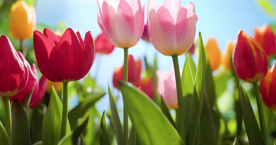 Tulip flowers blooming in a tulip field Royalty-Free Stock Footage #1087100168