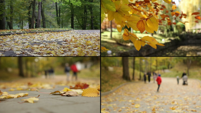 Warm autumn in the city. People walk in the autumn park collecting yellow leaves. Multicamera monitor. Multiscreen editing.
