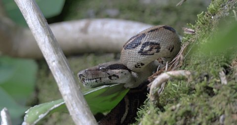 Boa constrictor imperator, nonvenomous snake in rainforest habitat. macro view