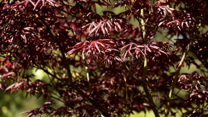Beautiful red color leaves of bush on sunny day, close up shot