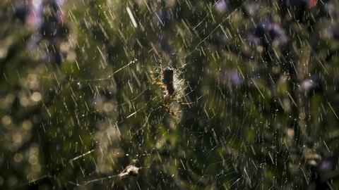  Rain with a spider on a web in macro photography. Creative. Bright small drops of water illuminated by the sun's rays fall on the web on which the spider sits and moves its paws.