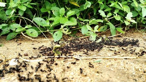black ants moving time lapese