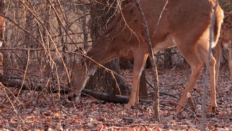 Closeup shot of White-tailed deer in a forest at Oklahoma