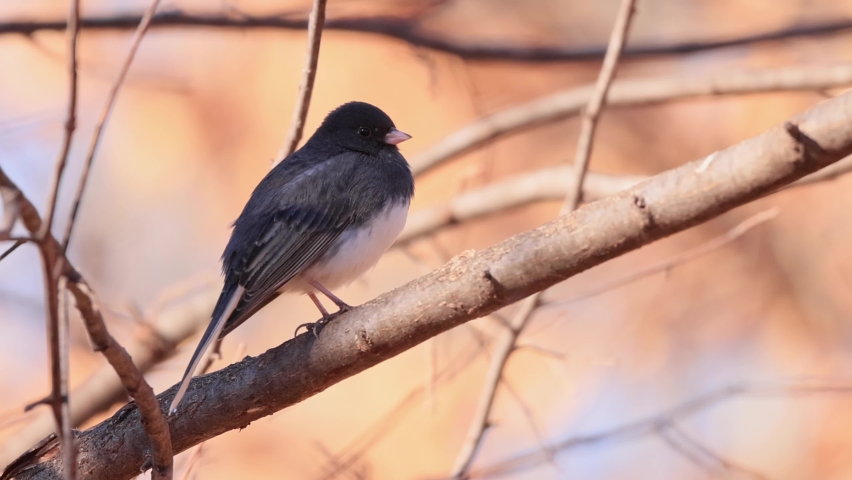 Closeup shot of Dark-eyed junco on a tree at Oklahoma