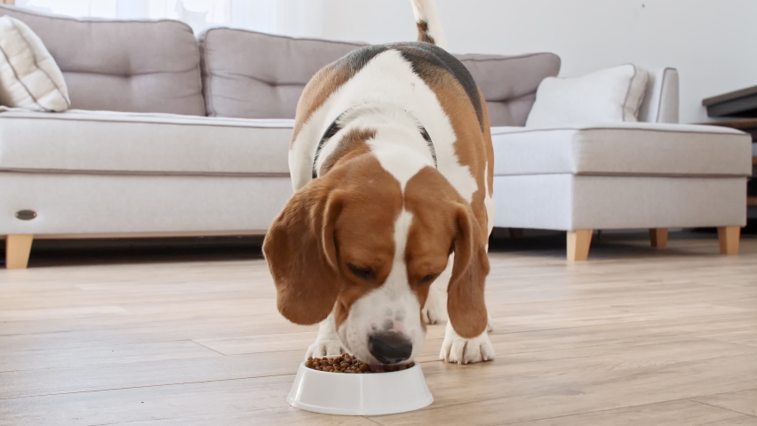 Dog Beagle eating granule from metal bowl at home. Feeding of hungry dog. Slow motion | Shutterstock HD Video #1087110620