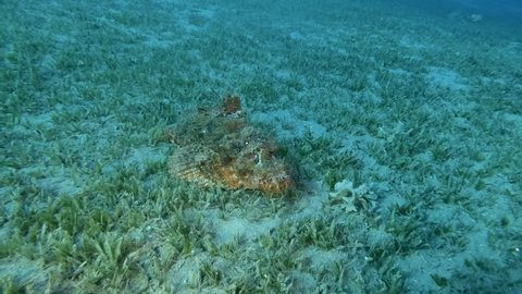 Scorpion fish slowly swimming above sandy bottom covered with green seagrass. Bearded Scorpionfish (Scorpaenopsis barbata)