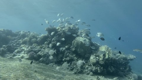 A school of fish swimming near coral reef in shallow water. Underwater life in the ocean. Camera slowly moving forwards. Brassy Chub (Kyphosus vaigiensis)