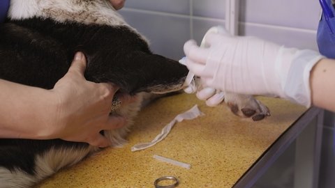 A veterinarian installs an intravenous catheter for a dog in a vet clinic. A sick dog is given injections in the hospital.