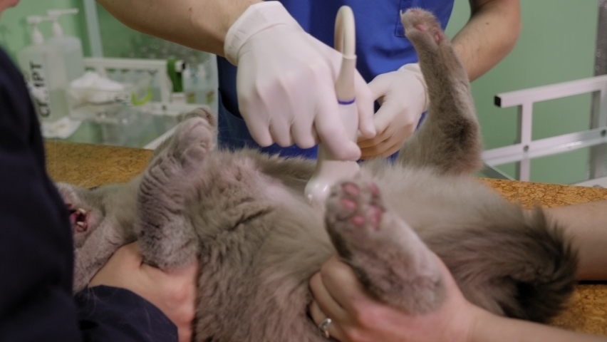 Close-up hand veterinarian performs an ultrasound examination a cat. Cat having ultrasound scan in vet office. Cat in veterinary clinic. Royalty-Free Stock Footage #1087111832
