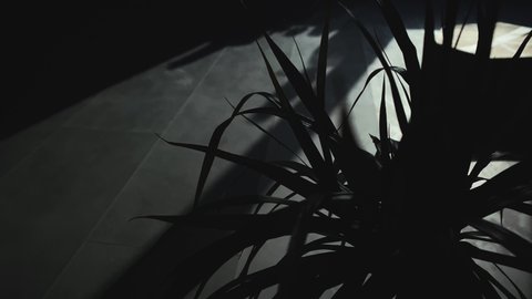 Chiaroscuro view of plant flower silhouette. Shadow and lights movement.