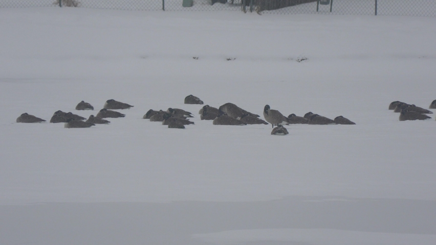 Ducks lying on a frozen lake with the snow falling
