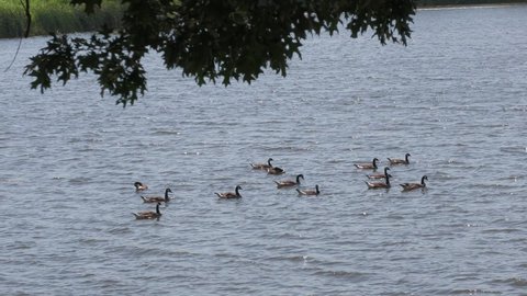 Ducks swimming in rows in a lake