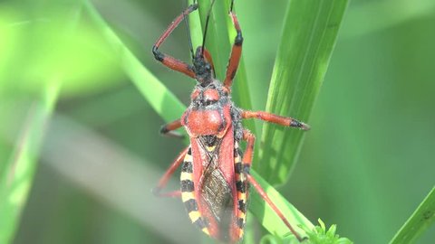 Red yellow Beetle Platymeris  sitting on green leaf, macro bug insect, United States