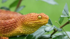 Bush Viper (Atheris Squamigera) opening mouth in slow motion