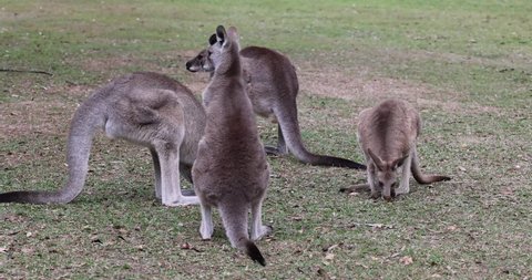 Pack of Kangaroos eating and on the lookout