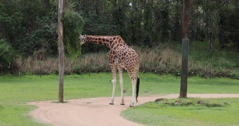 A Giraffe eating branches off a tree