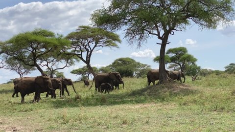 A large family of elephants walks in the Tarangire National Park. Safari in Tanzania, Africa.