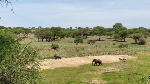 Elephants, wildebeest and zebra walk in Tarangire National Park. Safari in Tanzania, Africa. Long shot.