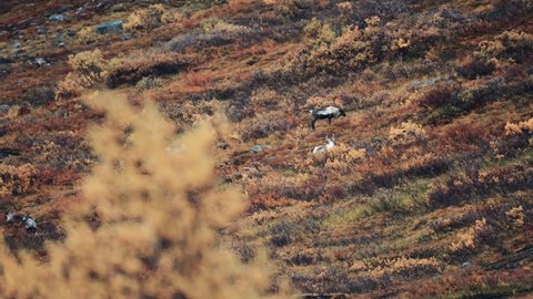 A small herd of reindeer grazing on the hill in the autumn tundra. Slow-motion pan left shot, blurry foreground.