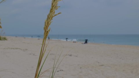 Two reeds blowing in wind beach with blurred background, wild plants on the beach, vegetation around the beach